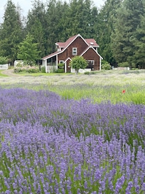 View of the farmhouse from the lavender field