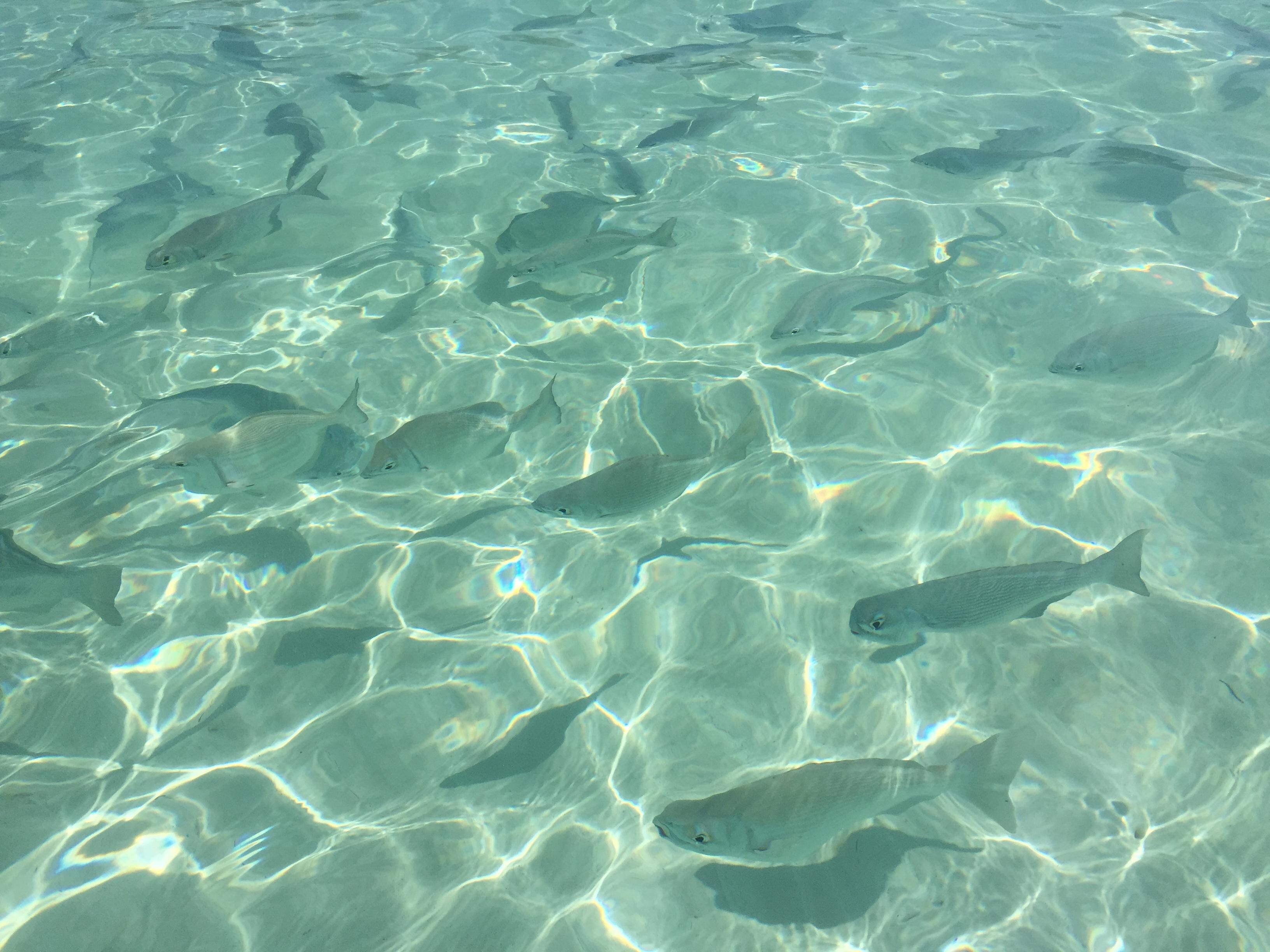 No need to snorkel the water is so clear.
