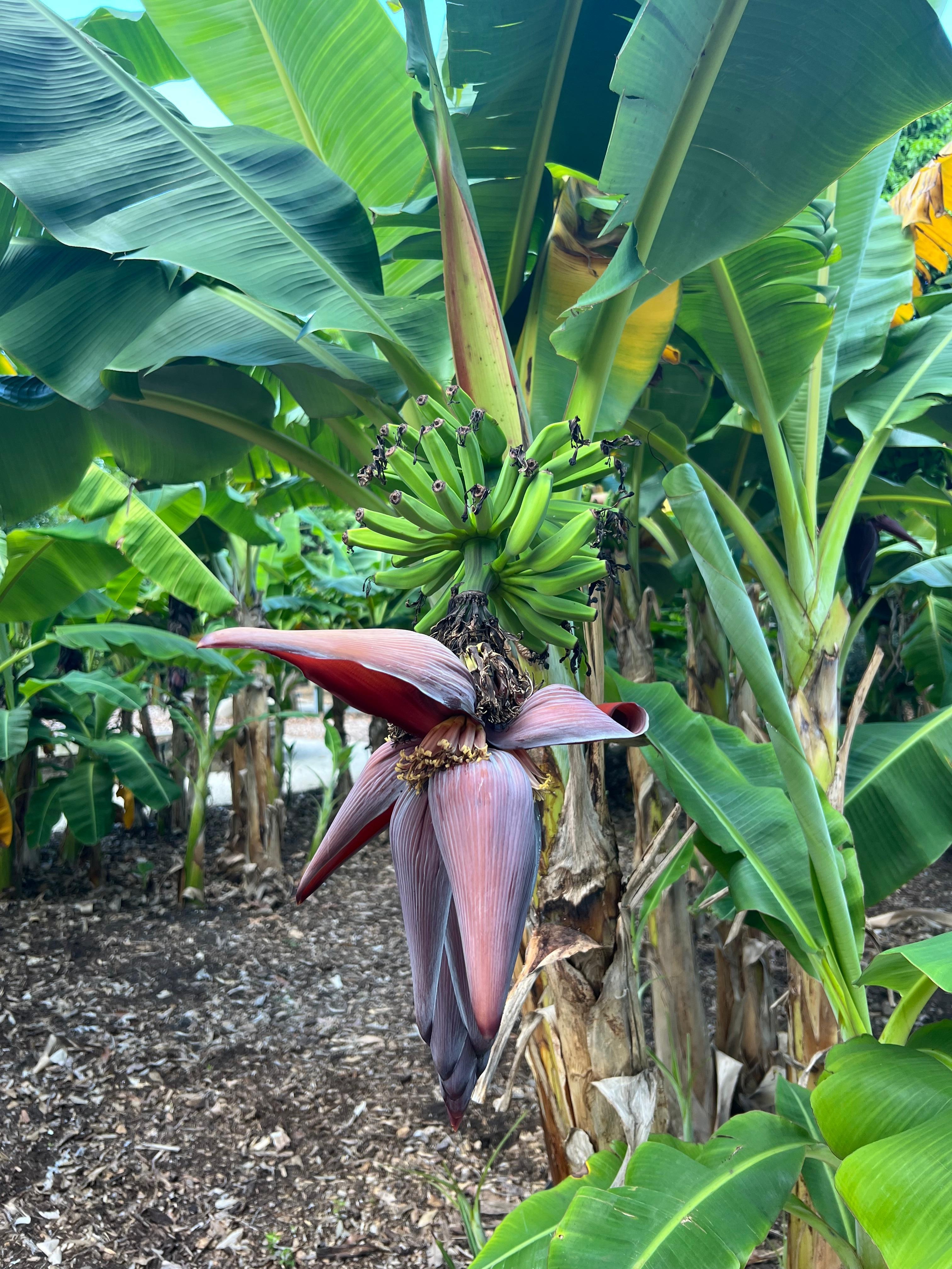 Florida Botanical Gardens 