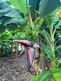 Florida Botanical Gardens