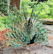 Male peacock strutting his stuff