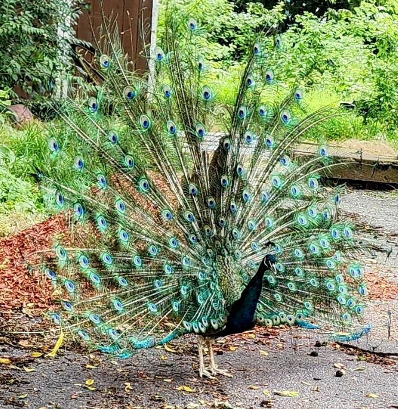 Male peacock strutting his stuff