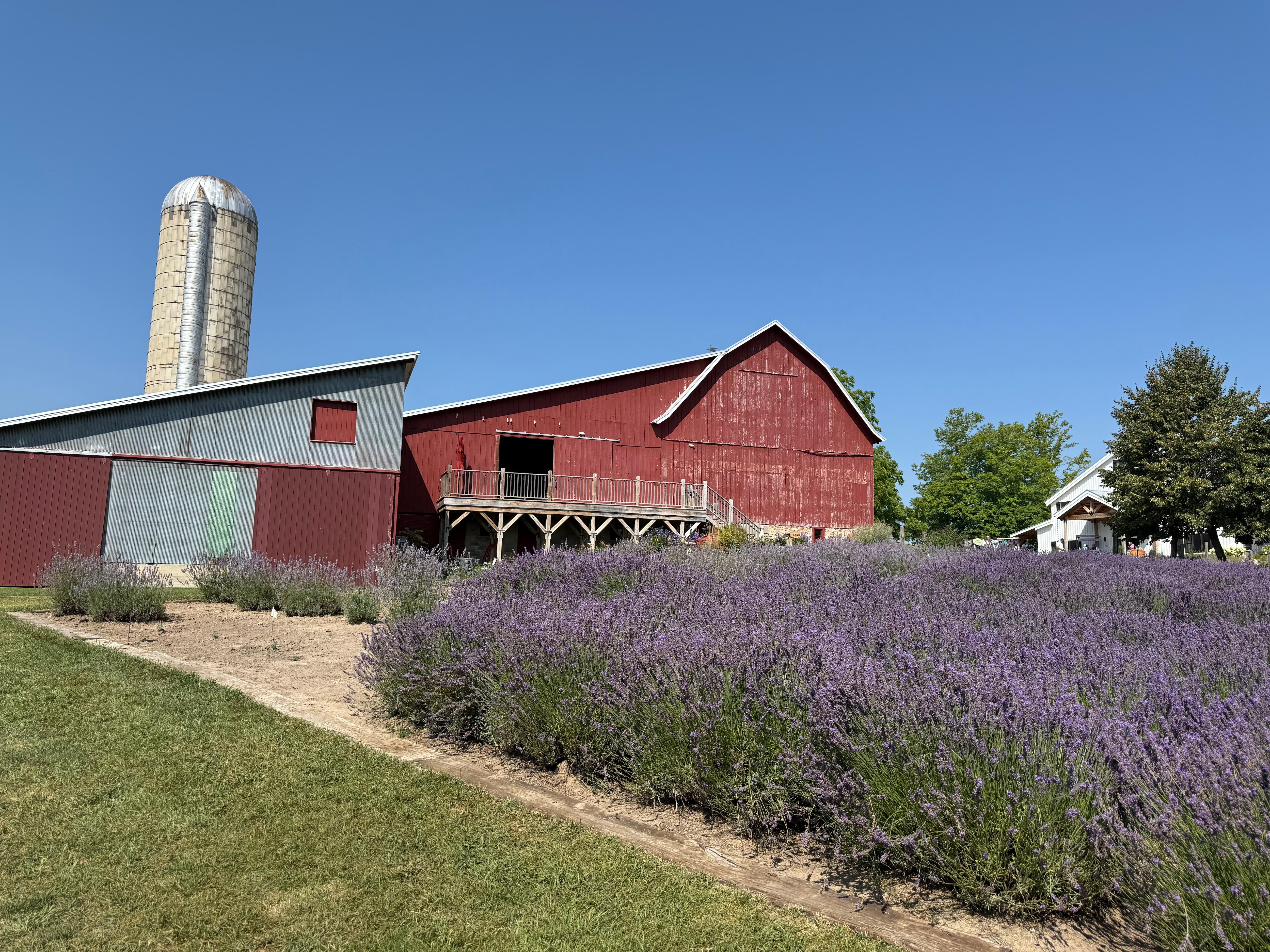 Lavender Farm