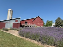Lavender Farm