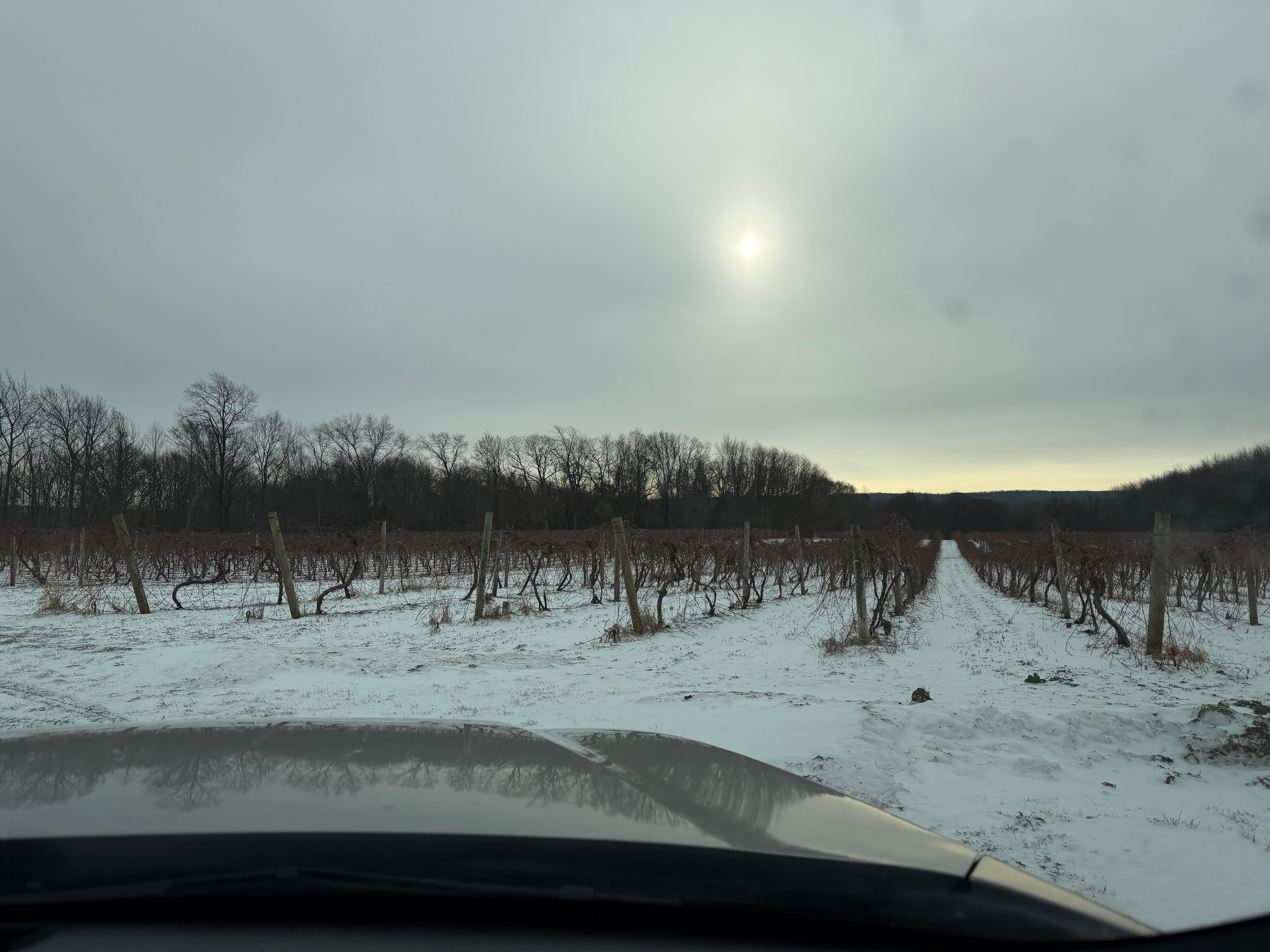 Vineyards in Winter 