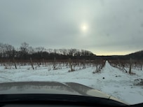 Vineyards in Winter