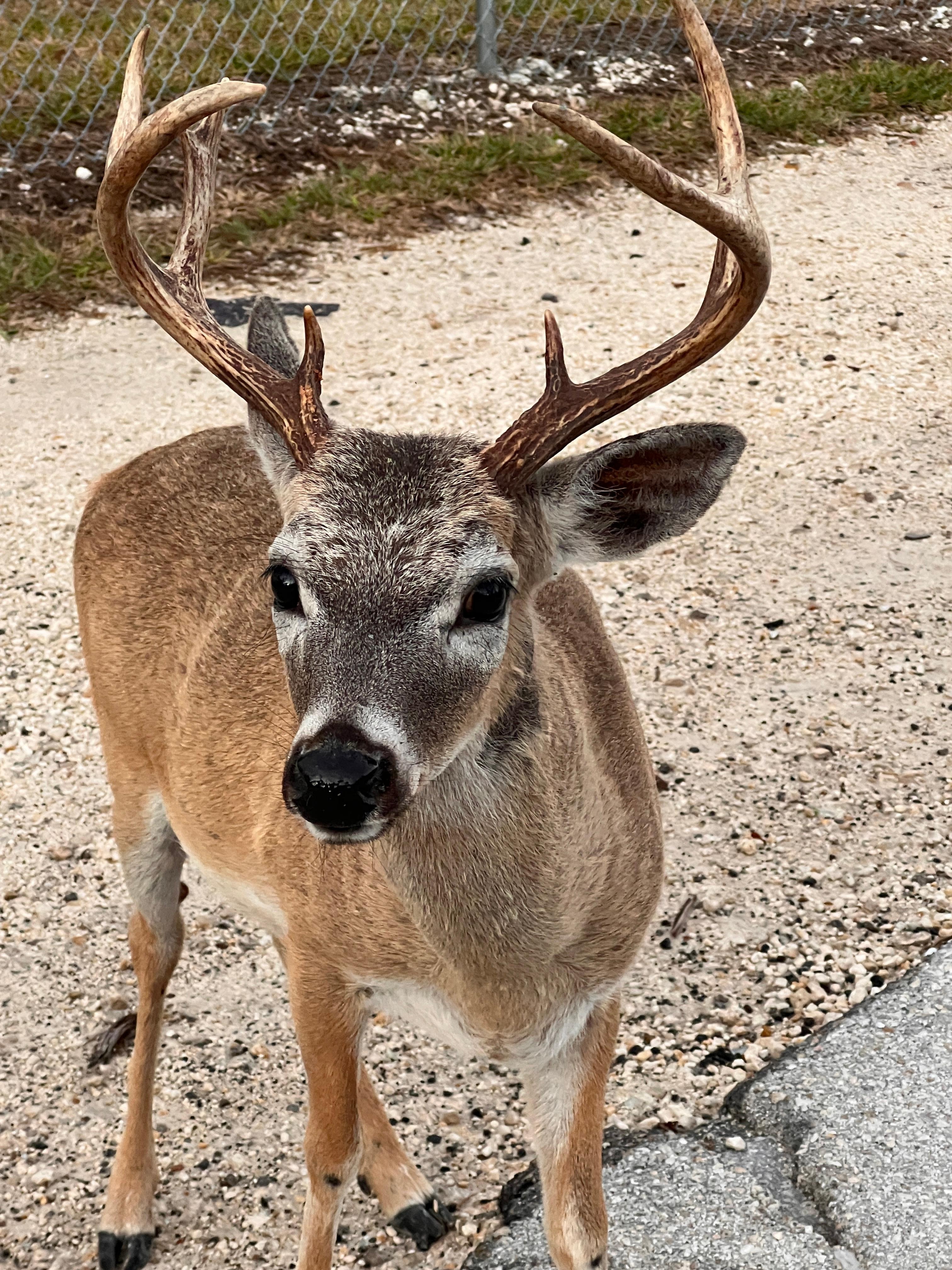 Key deer buck