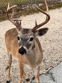 Key deer buck