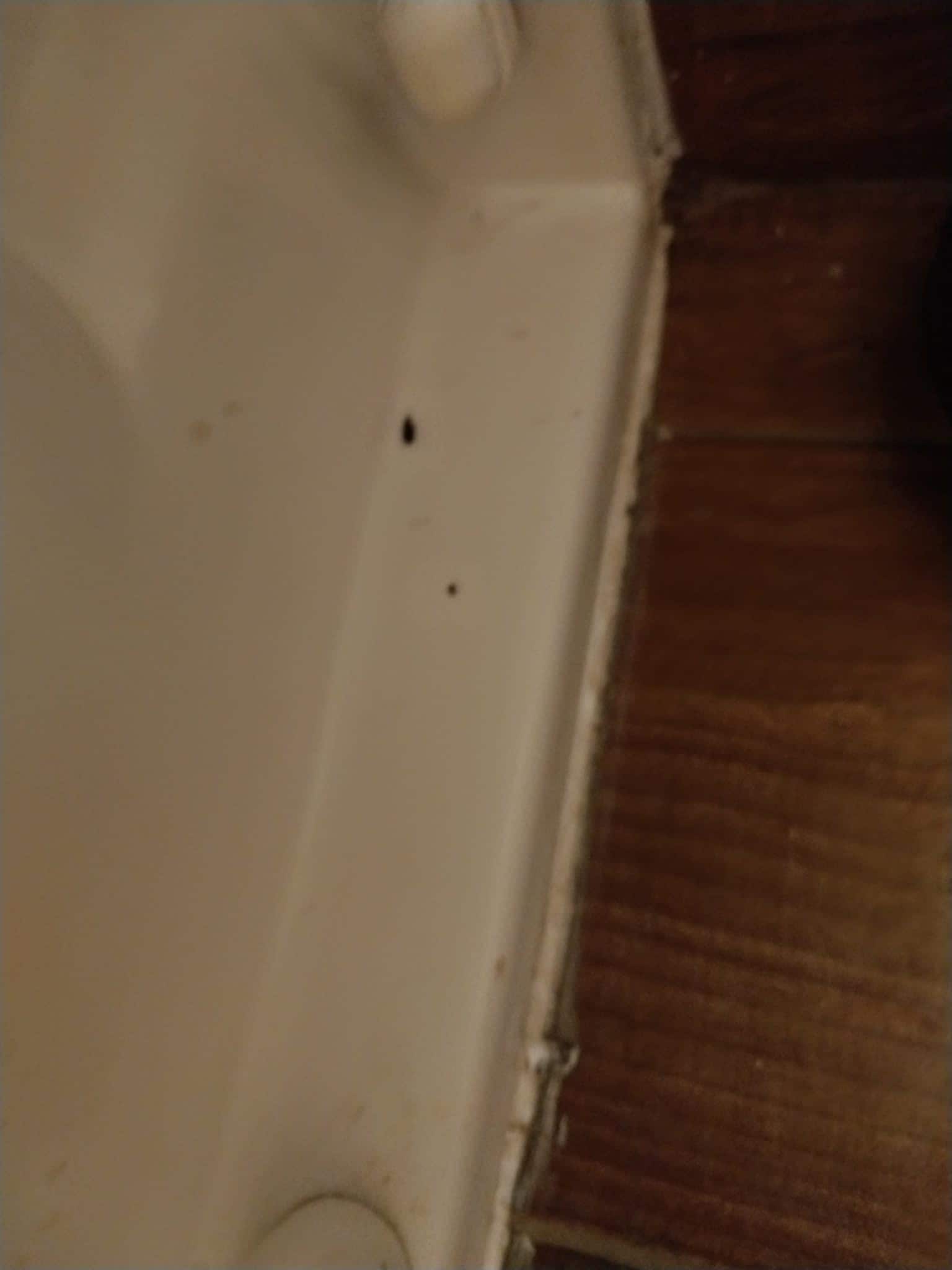 Bugs hair and pee 