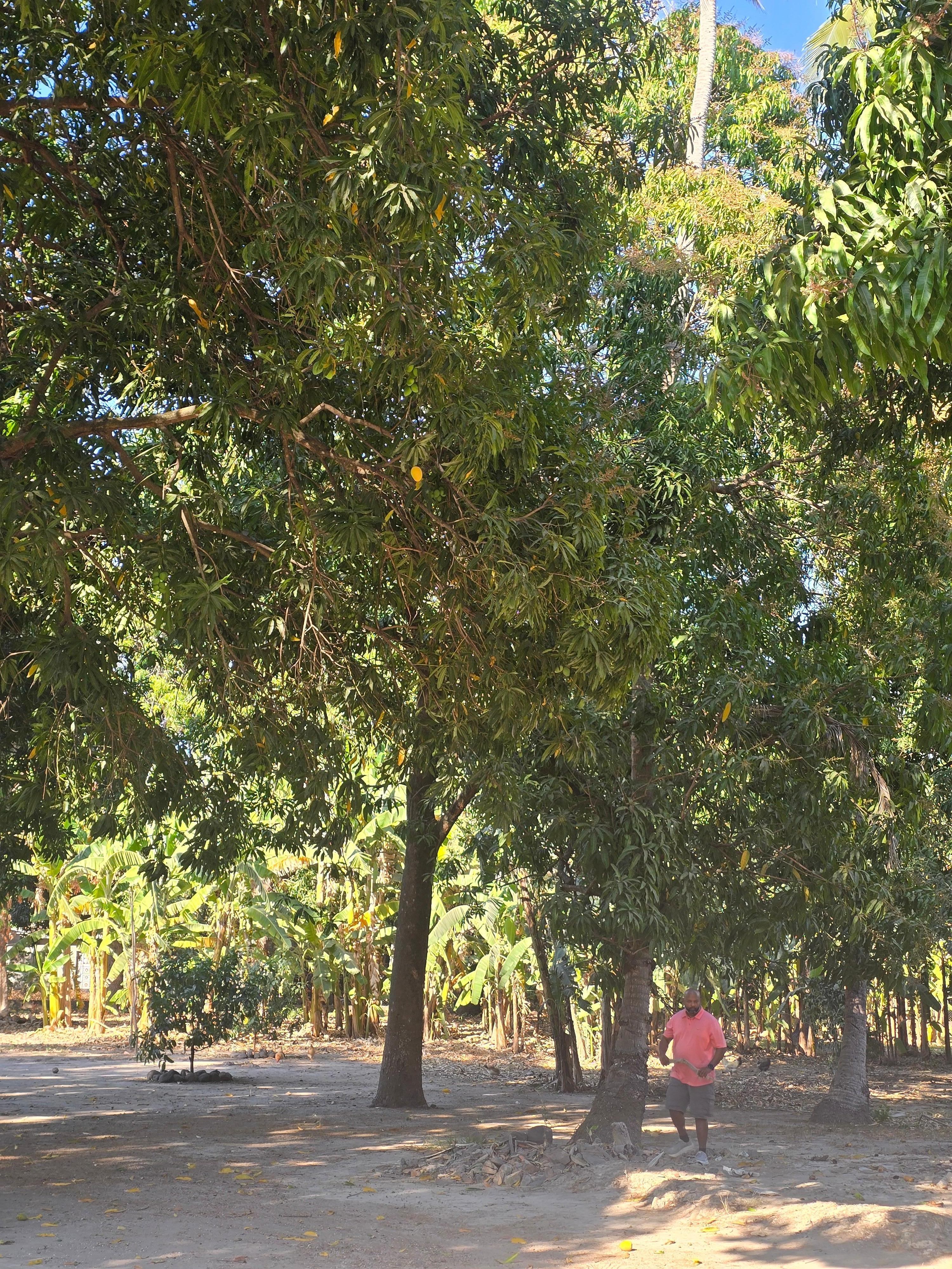 Lots of shade on this property and its fenced in so kids can play soccer and run around.