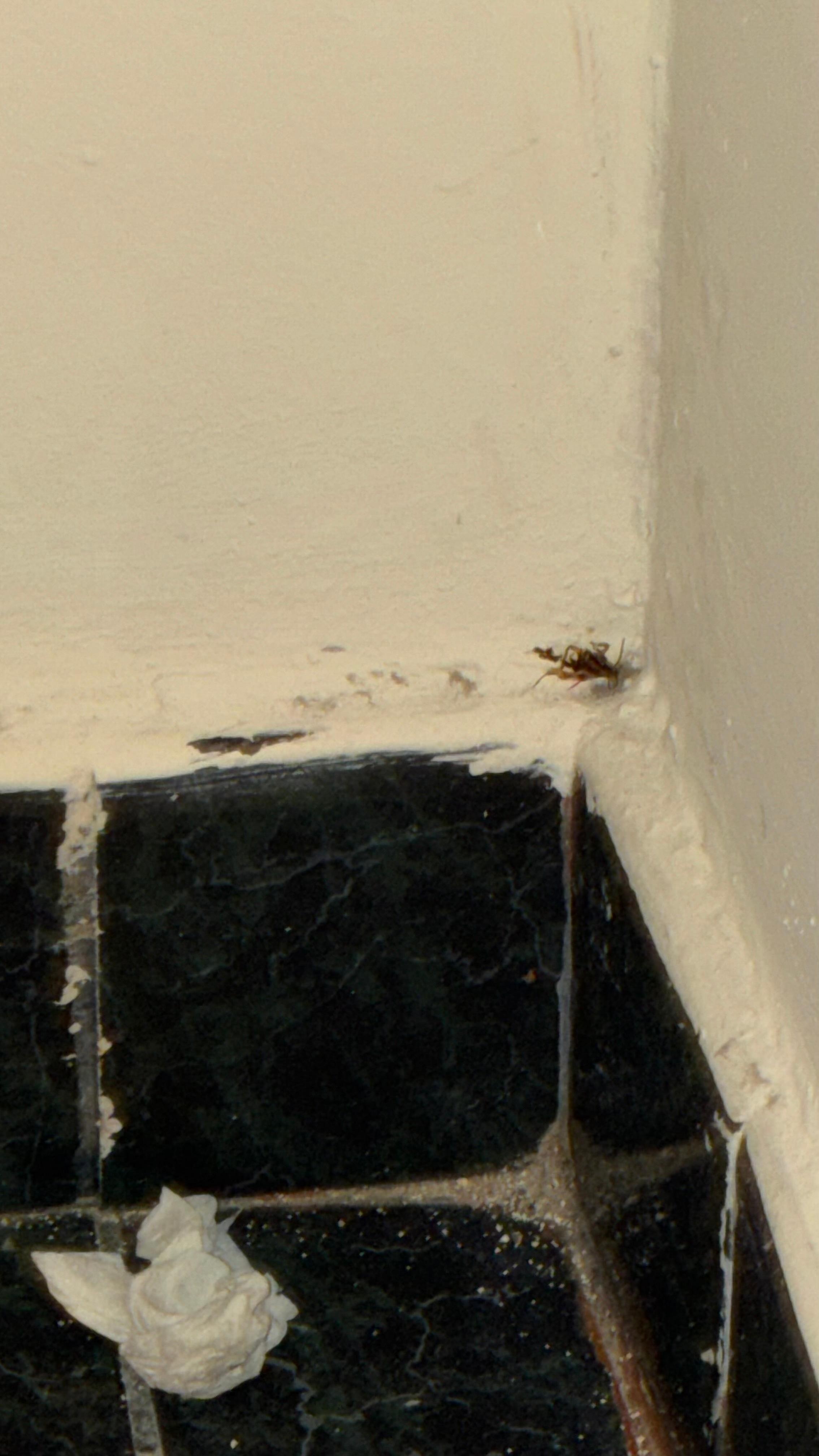 Roach killed in the corner