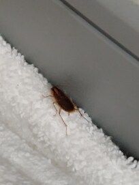 Roach by the front door by floor baseboard