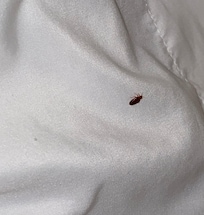 Bug found in bed