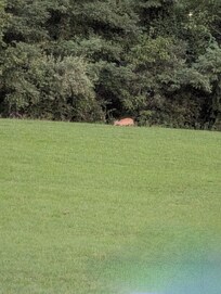 Deer came out of the woods.