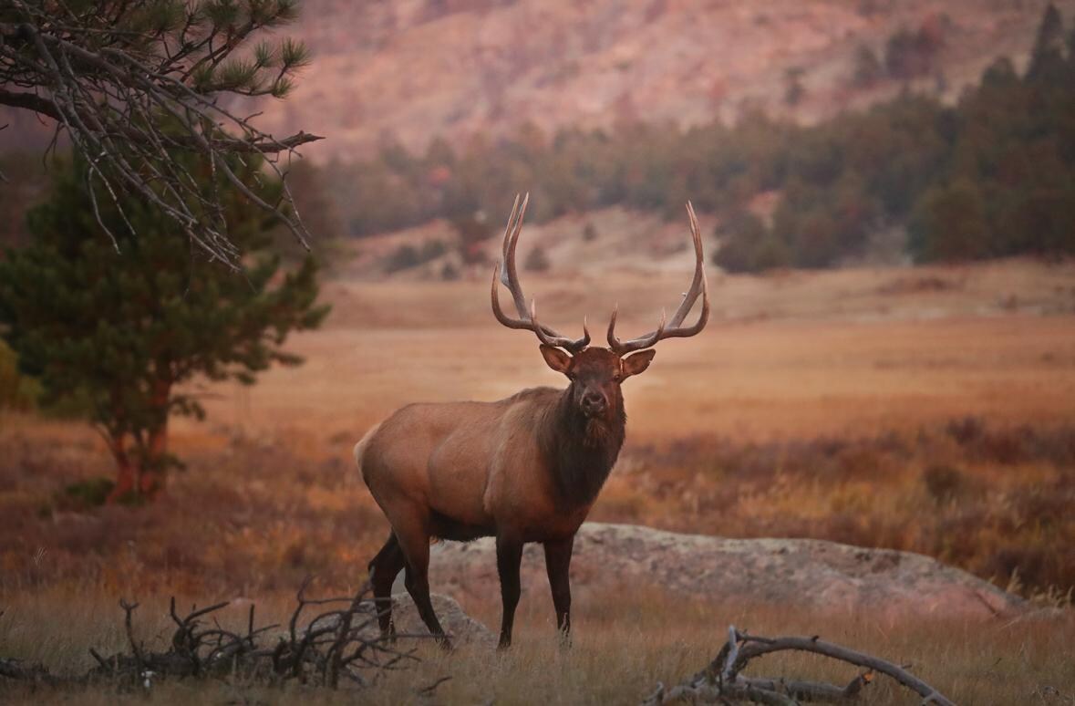 Elk across the street at the edge of the meadow 