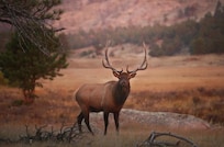 Elk across the street at the edge of the meadow