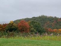Kickapoo Orchard