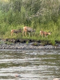 Across the river from the back of the house