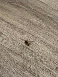Cockroach