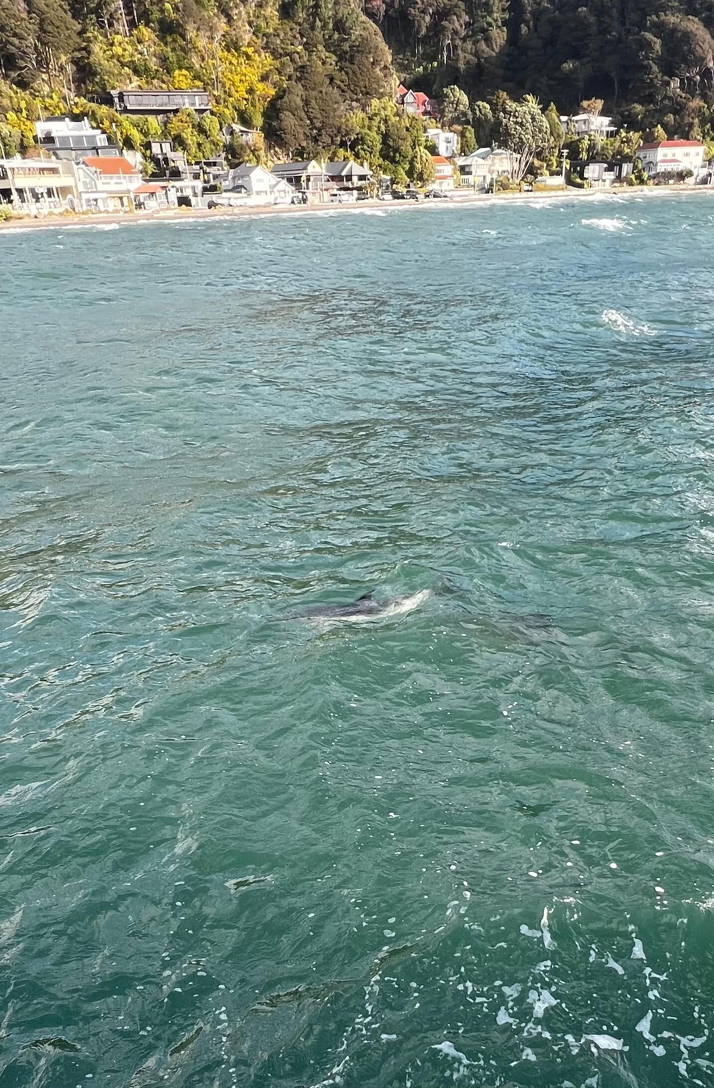 Dolphins at days bay, a 2 min walk from the room 