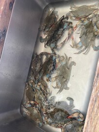 Caught blue crabs with the cages provided.