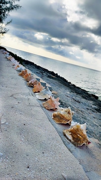 Conchs lining the private beach wall.