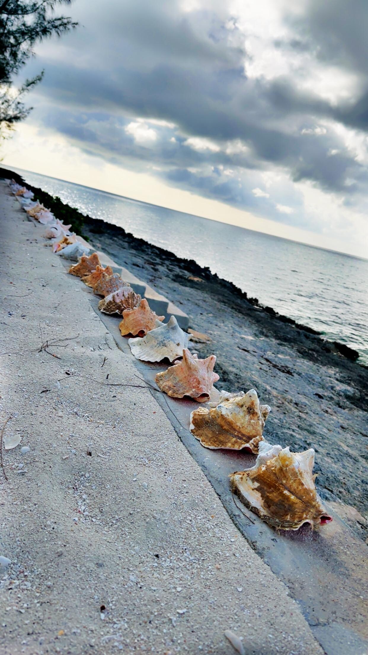 Conchs lining the private beach wall. 