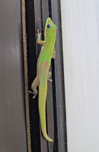 lots of wildlife on our first morning, very different than the mainland!
