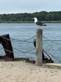 Seagull at Sagamore end of cabal