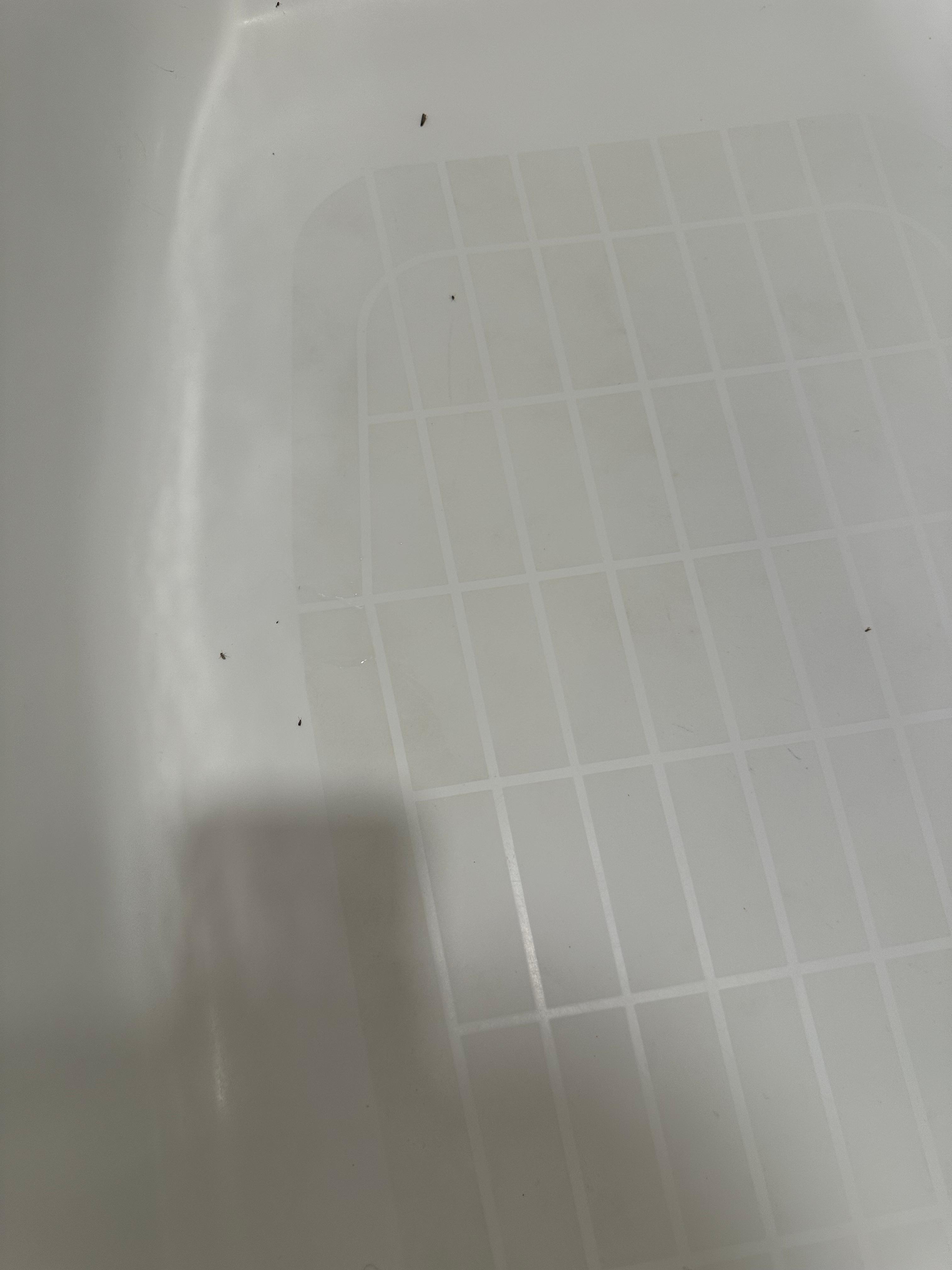 Bugs in tub in the morning