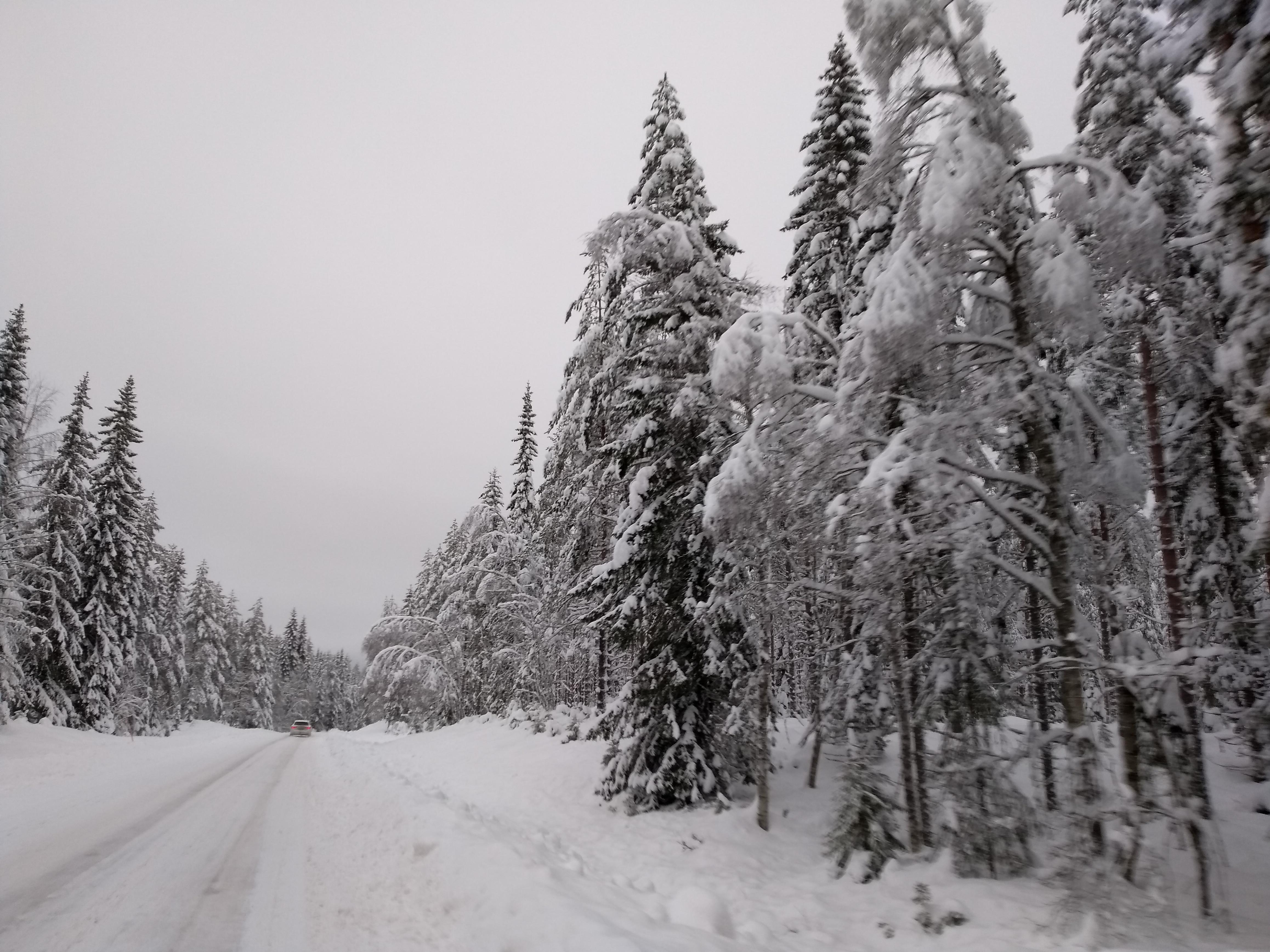 Snowy forest near Orsa