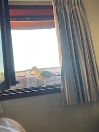 Visitor who looked in