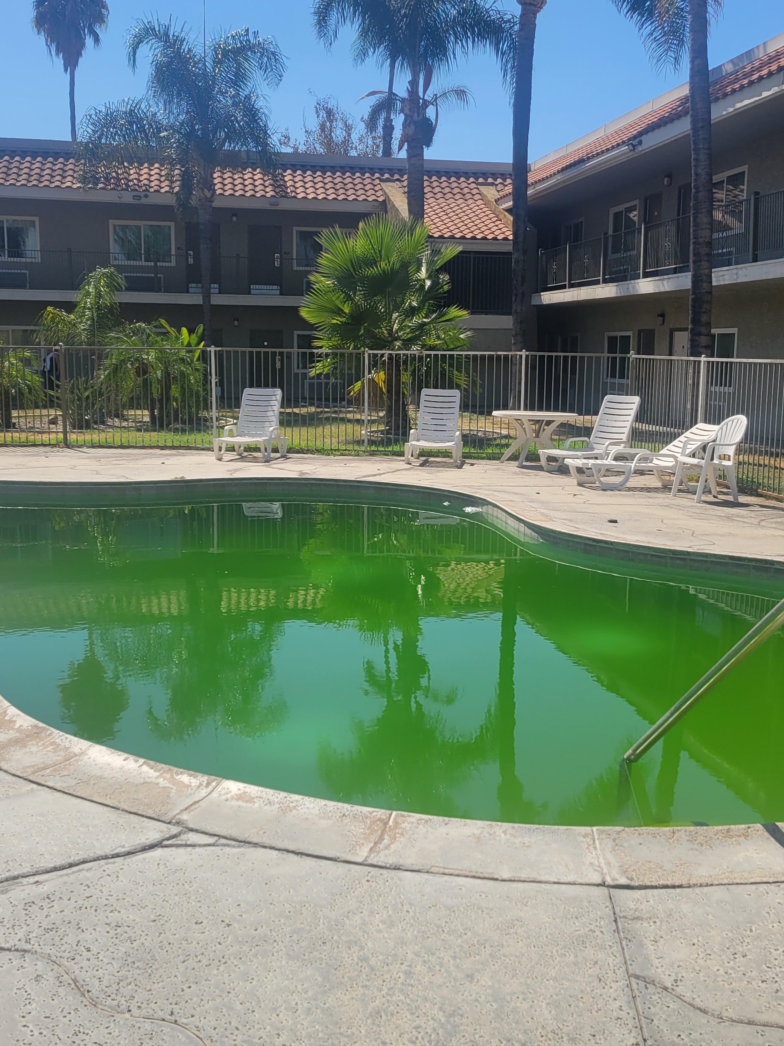 Algae growing in pool