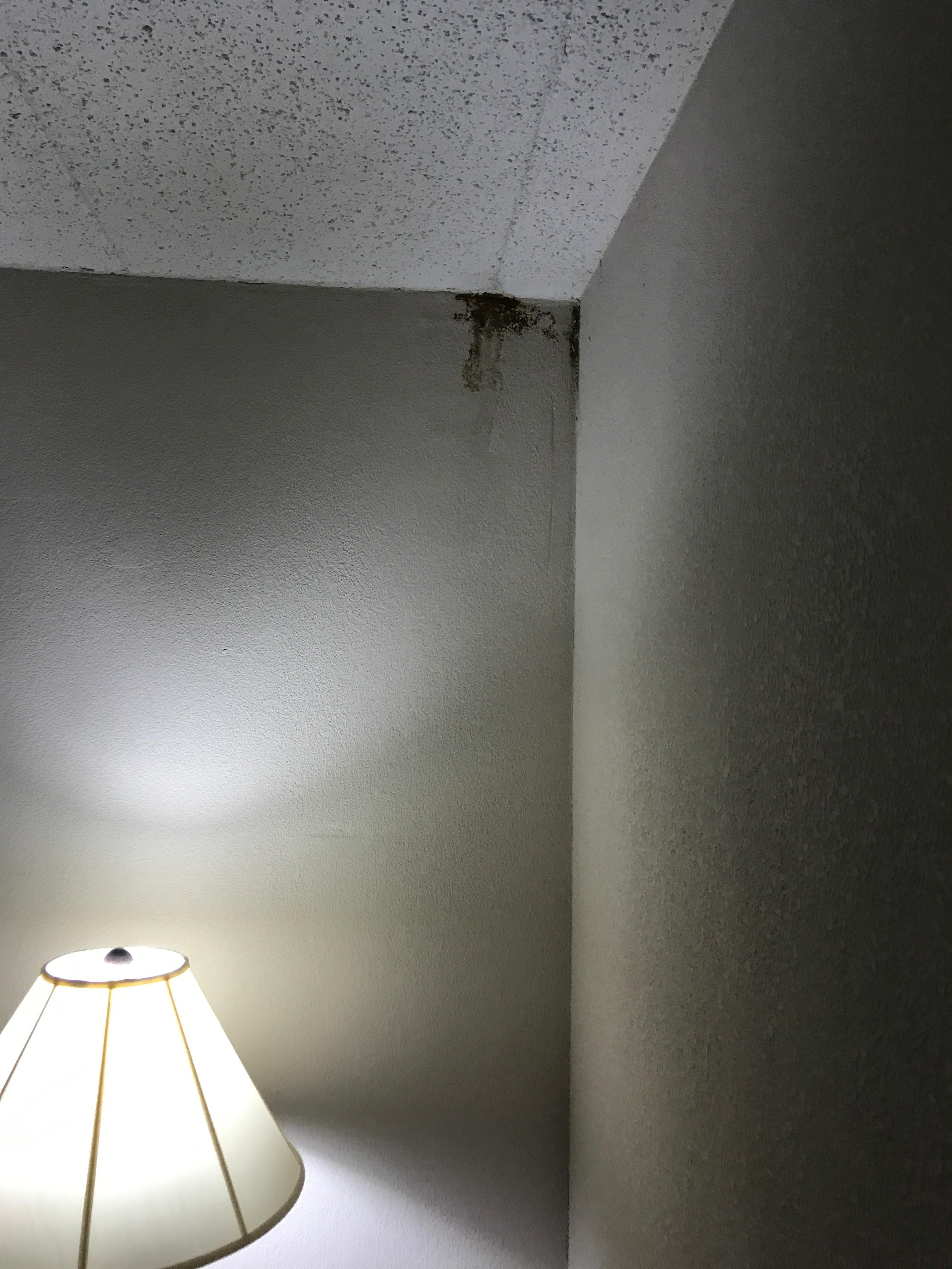 Moldy Room