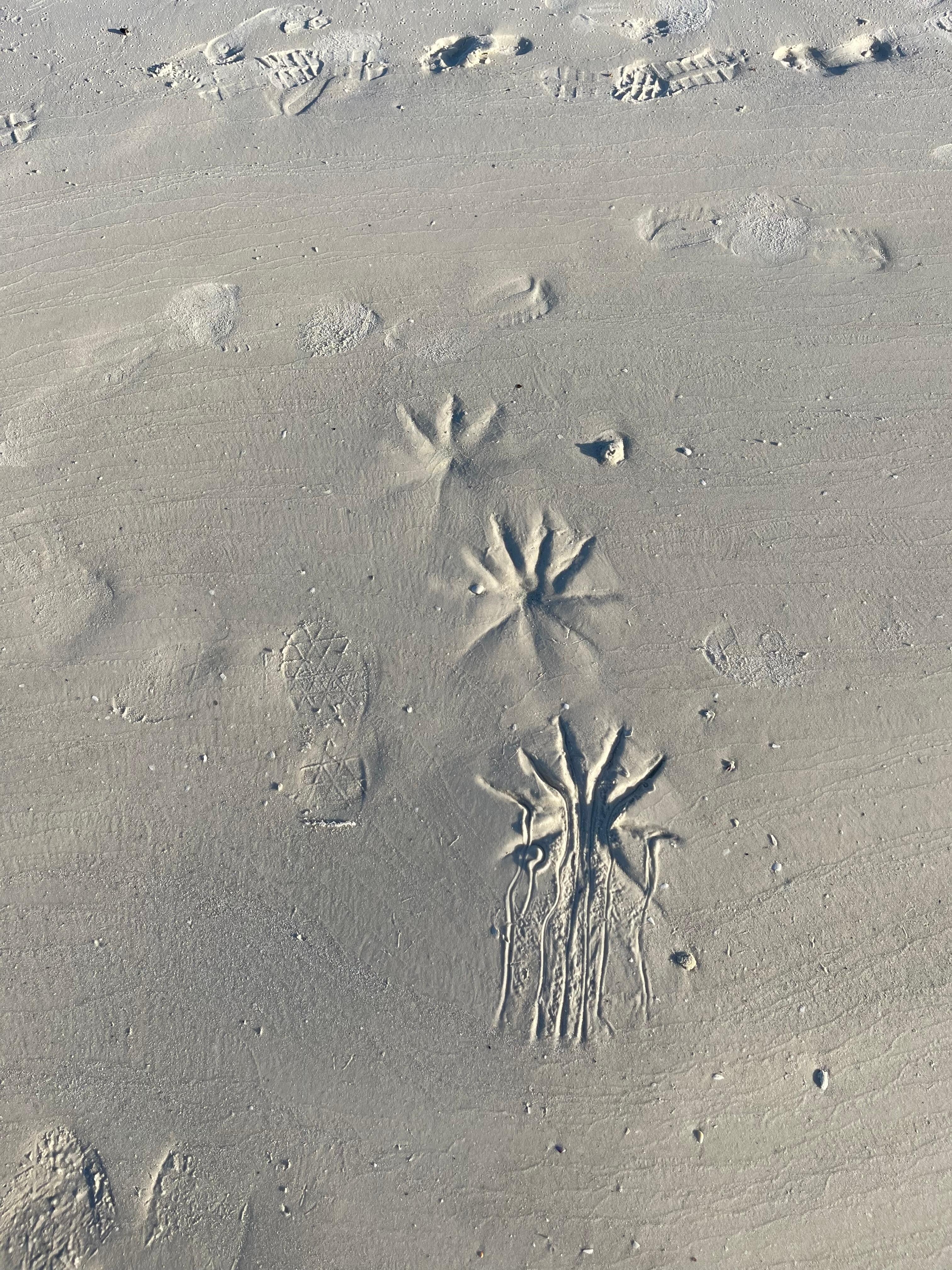 Starfish tracks