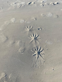 Starfish tracks