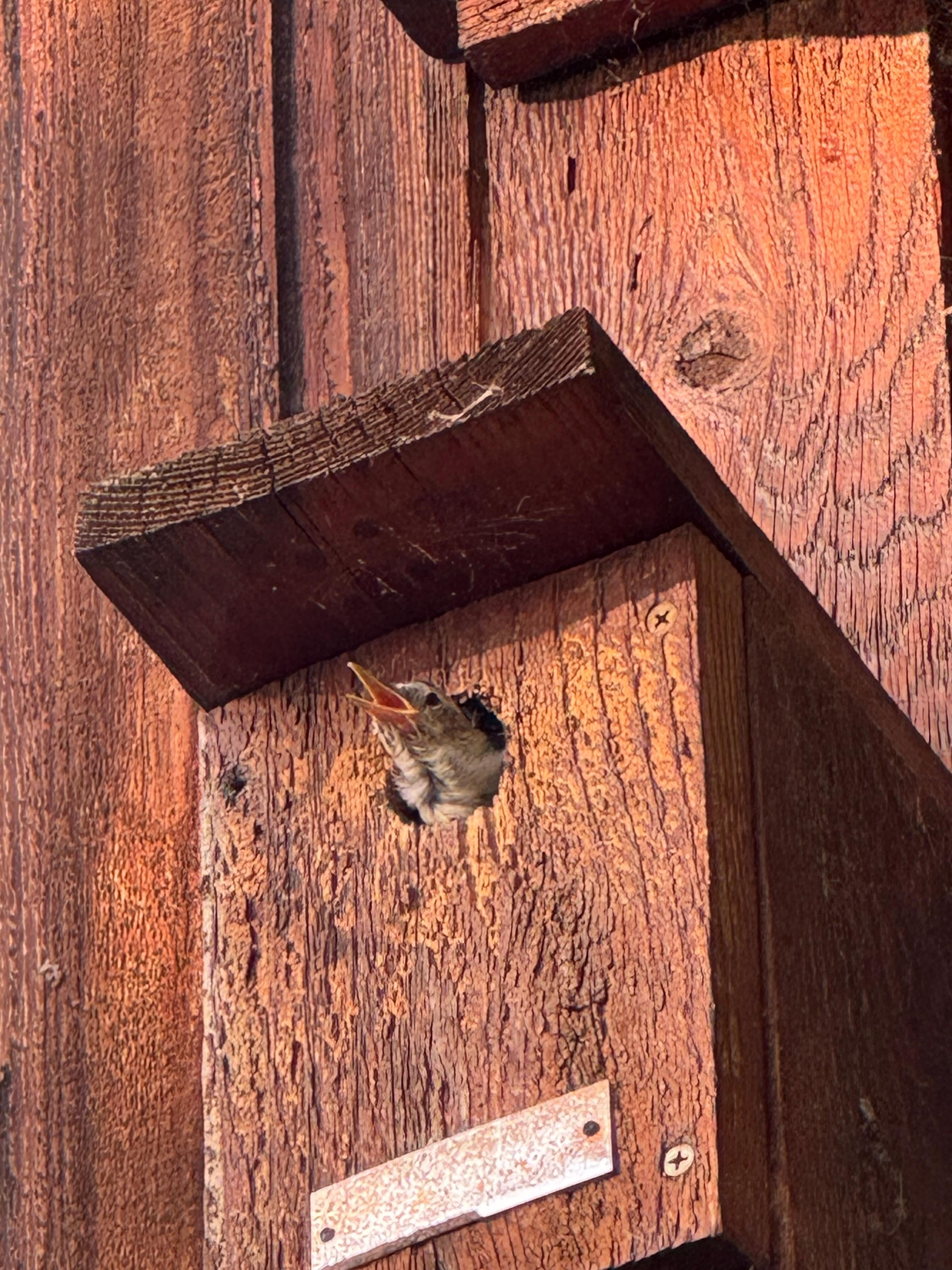 Baby nuthatch