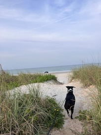 Heading out for a beach walk!