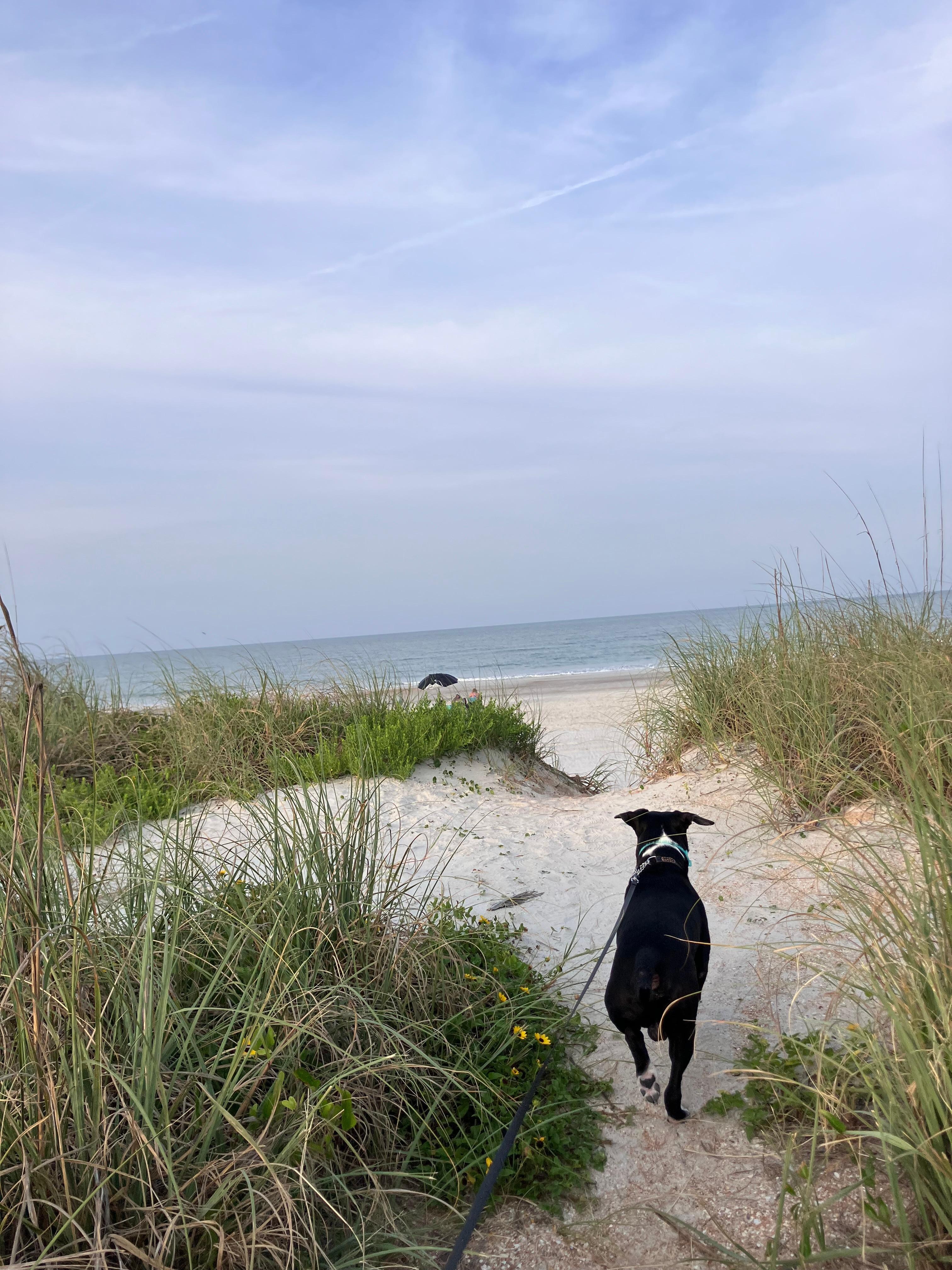 Heading out for a beach walk!
