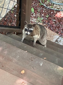 Had a visitor while cooking on the grill