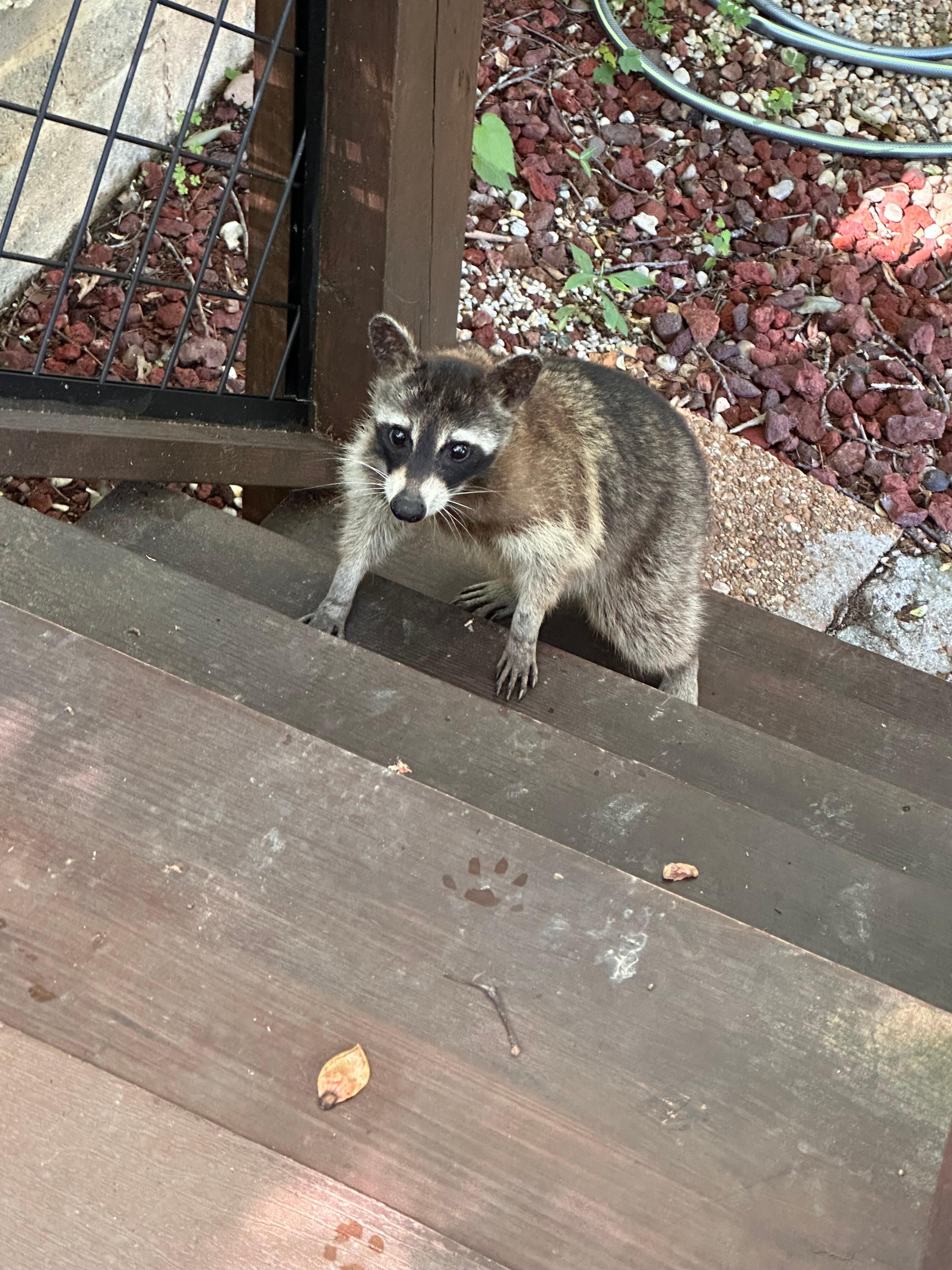 Had a visitor while cooking on the grill