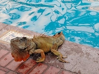 El pequeño intruso