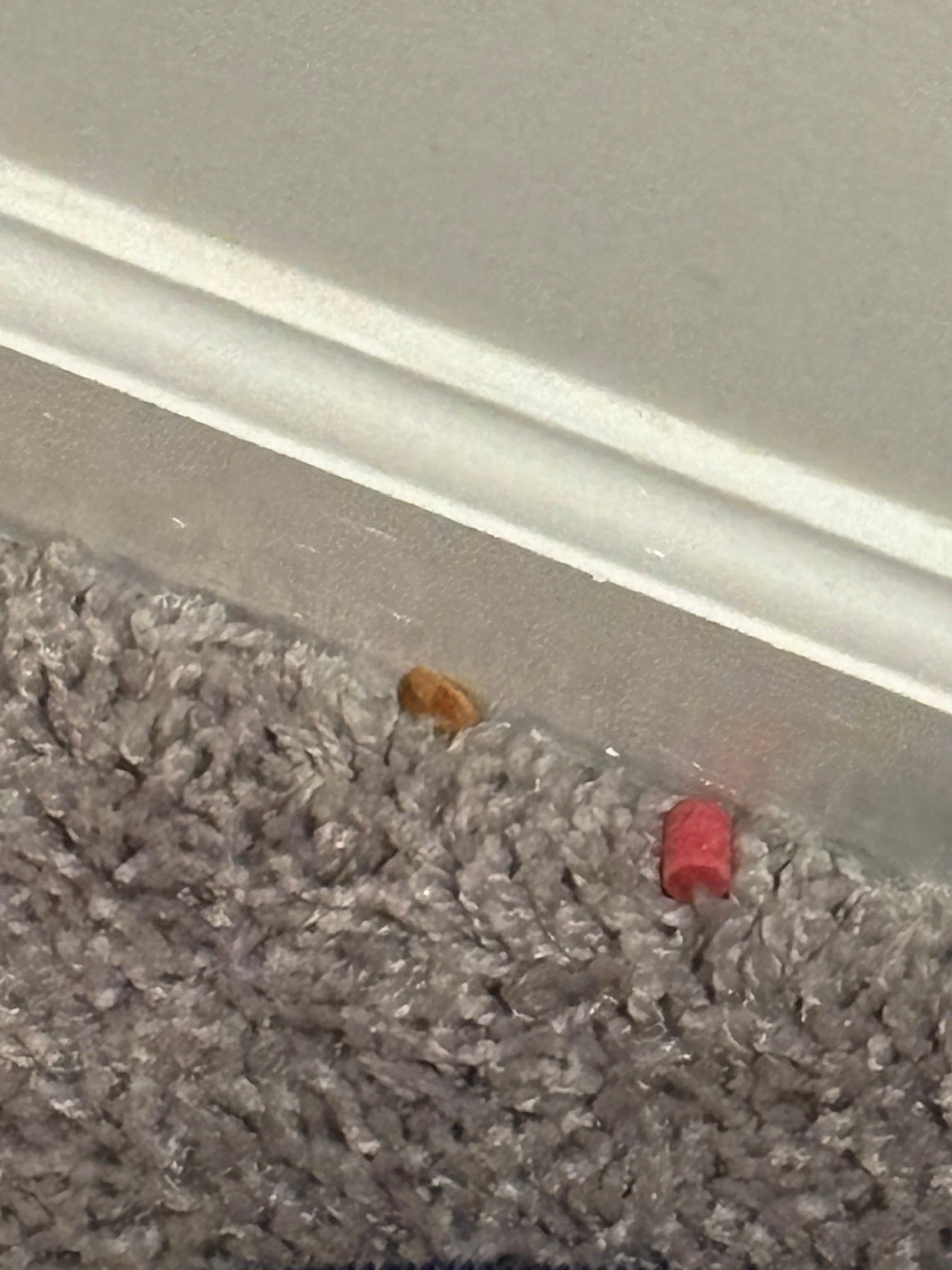 Debris in carpet in closet; not swept when we arrived.