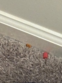 Debris in carpet in closet; not swept when we arrived.