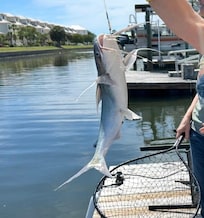 Biggest channel cat I have ever seen- over 12” end to end.
