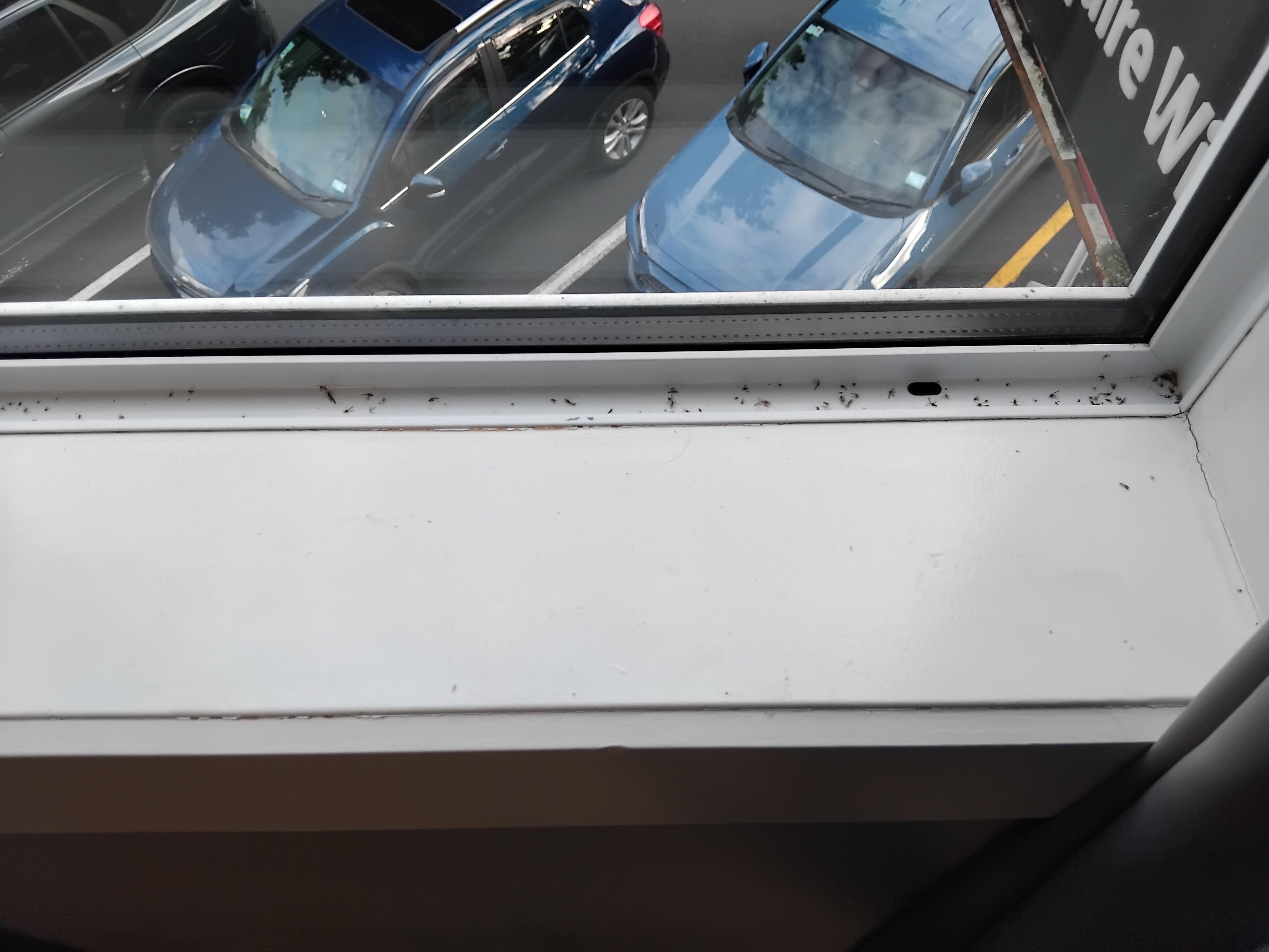 Dead bugs in the window