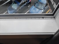 Dead bugs in the window