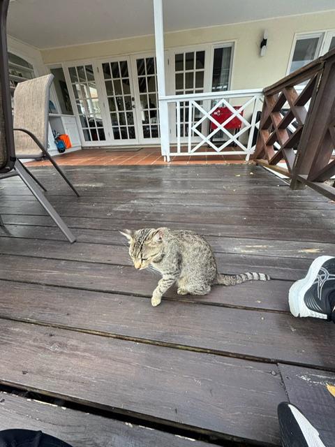 Nala...such a sweet cat. 
