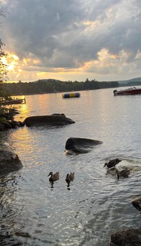 Ducks came to visit. DO NOT FEED THEM, just enjoy their company. Many Loons on the lake as well.