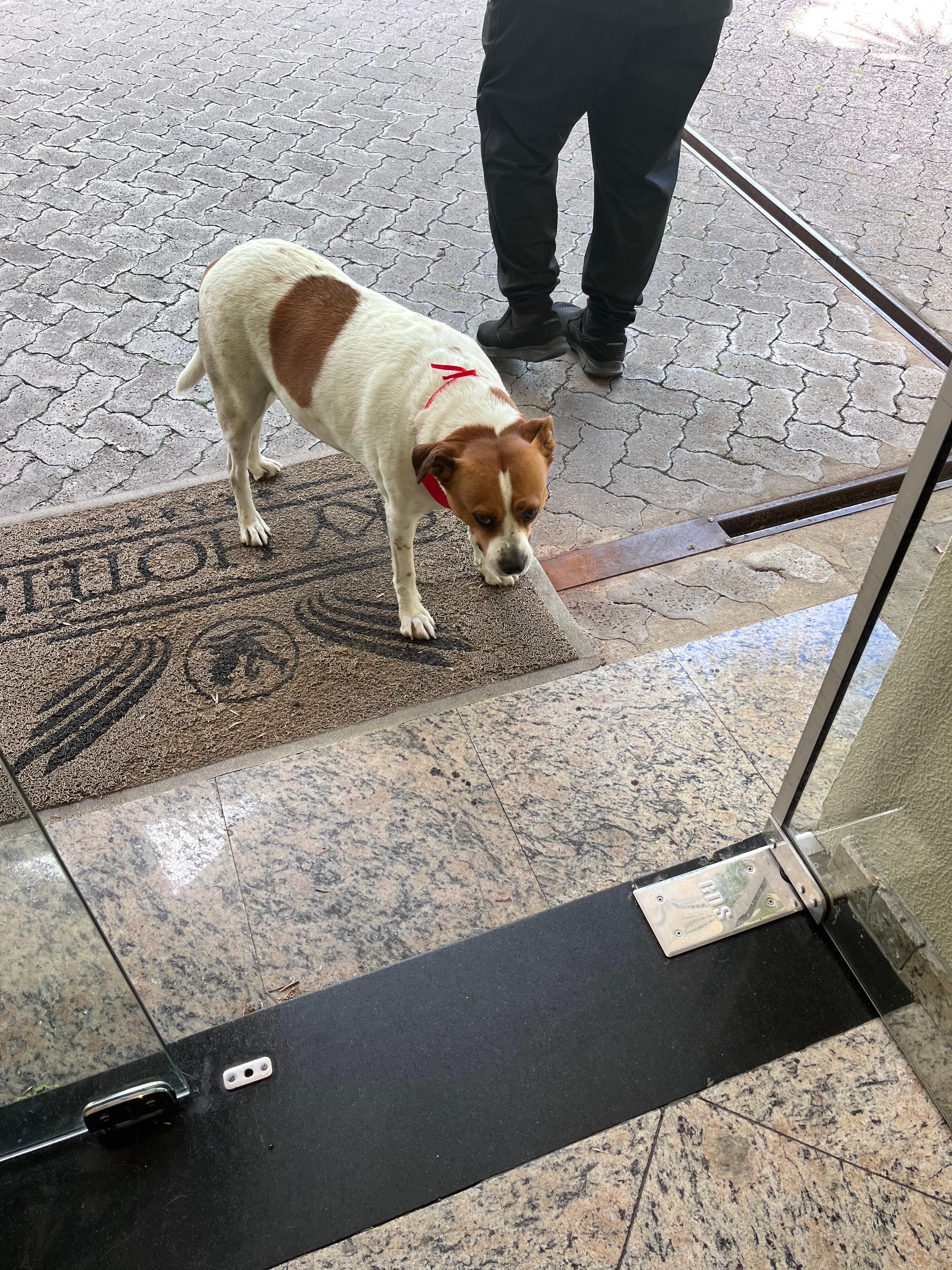 Esta é a SKY mascote do hotel! Uma graça!